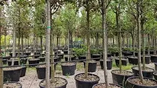 S&uuml;s Armudu-Pyrus Calleryana 'Chanticleer'-&Ccedil;ap:20/25 cm-Saksı:200 litre