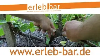Obstgeh&ouml;lze hegen und pflegen &ndash; Jostabeere am Spalier im 3. Jahr
