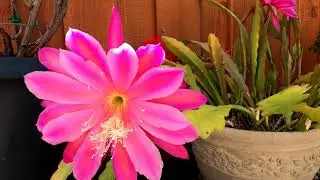 Orange & Pink Orchid Cacti in Bloom (Cereus Ephiphyllum/Disocactus Ackermannii)