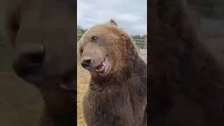 &ldquo;Why Do Bears Sleep for 8 Months?