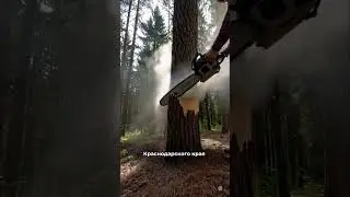 Заказ на выполнение работ по очистке территории площадок базовых станций сотовой связи