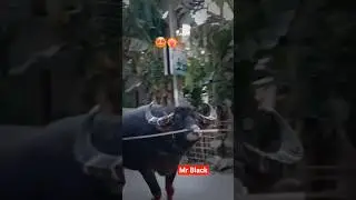 MY GOD WHAT A LOOKS 💀❌️ #mrblack #mohjuj #shorts #animals #bull