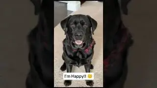 When Your Dog Is Just&hellip; Happy 😊🐾