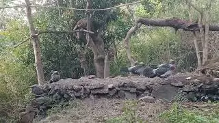 Khalij pheasants at sattal uttrakhand special bird 