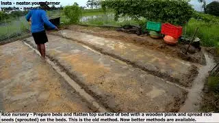 Rice nursery - spreading sprouted rice seeds