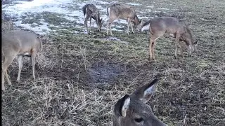 Getting Rid of TRASHY Food Plots On Small Parcels