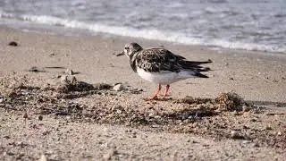 Steinw&auml;lzer auf Amrum