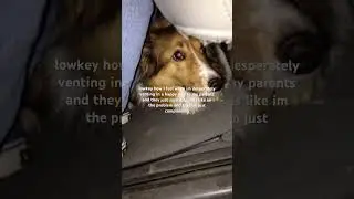 im trying. #dog #dogs #music #mentalhealth #radiohead #vent