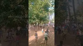 🦬ஒரு மாடு அடக்க எத்தனை பேரு... #shortsfeed #shorts #ytshorts #alanganallur #jallikattu #couplegolas