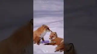 The facts about fox species #world #knowledge #science #cat #ants #knowledgefacts #facts #animals