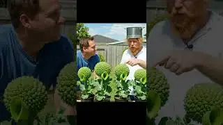 Plants vs Zombies in real life?