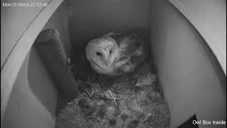 We Love Barn Owls