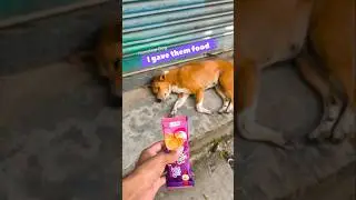 Feeding Hungry Stray Dogs 😢 | Emotional Street Dog Short Video 2025