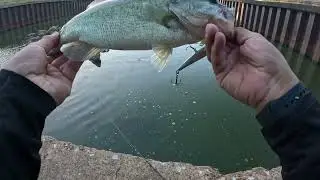 4K Bass Fishing USA Largemouth Bass Alligator Shimano Metanium DC Montague Paratrooper Megabass KSK