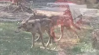  শীতের আলিপুর চিড়িয়াখানা।