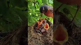 Bird family saved #shorts #animals #birds