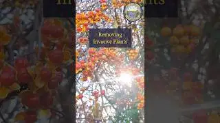 Identifying and Removing Invasive Plants in Massachusetts