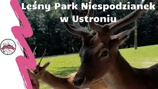 Leśny Park Niespodzianek w Ustroniu #ustroń,