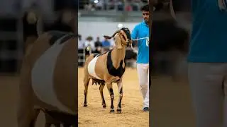Watch the stunning Multi Color Goat Breed 🐂 #shorts #kamorigoat