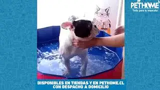 Este Verano disfruta de la Nueva Piscina para Mascotas disponible en Pethome