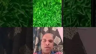ЛИЦЕНЗИЯ НА ЭКСПОРТ ЗЕЛЕНОГО ЧИЛИ 😀 9230222490