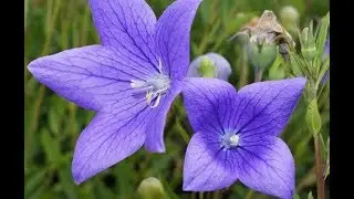 Traditional uses and benefits of Balloon Flower
