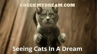 Top Dream Analyst Reveals What Dreaming About CATS Really Means!