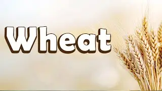 Learn Wheat for Kids | Learn About Science for Kids