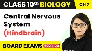 Central Nervous System (Hindbrain) - Control and Coordination | Class 10 Biology