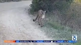 Orange County park closed after mountain lion spotted following mountain bikers