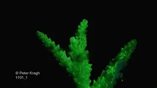 Hard coral bleaching then dying, fluorescent light, time lapse