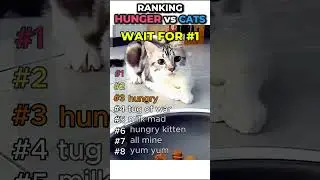 Cats vs Hunger #cathumor #relatable #shorts