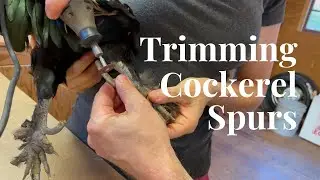 DIY Rooster Spur Cutting | Painless Dremel Method