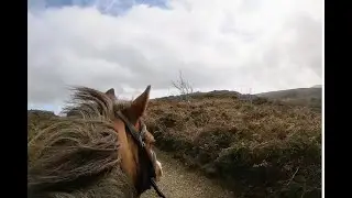 💦 Goose plants when he spots a herd of feral ponies at the pond