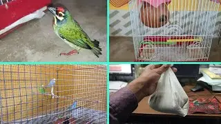 इस Bird को देखकर हमारे Java Fenches और Budgie Parrot डर गया | Love Birds | Daily Routine | Pets Vlog