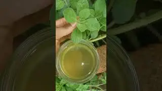 La planta que calma todo tipo de dolor. Analg&eacute;sico y anestesico natural. #plantas #remedionatural
