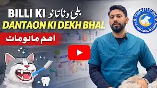 Dental care in cats 🐈#petcenter #cat #pets #kitten 