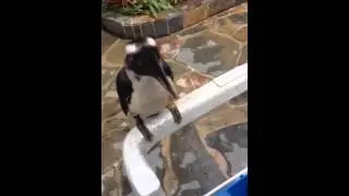 VDD hornbill@WFA aviary