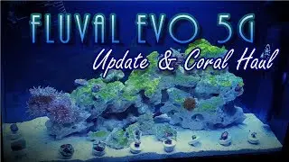 UPDATE: Fluval Evo 5g Reef Tank - World Wide Corals | BLUE DAMSEL