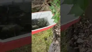 Fish jumpscare #nature #fishing #wildlife