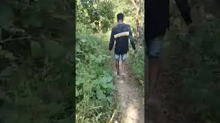 forest travel #like