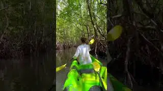 Journey Into Nature's Wonderland: Mangrove Kayaking Bliss! Gaya Island, Sabah