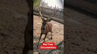 Red Deer Documentary | Life of Europe&rsquo;s Largest Deer 🦌 animals wildlife natural #widlife #animals