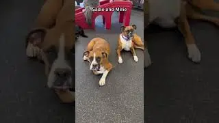 More sibling antics 🤣 #youtubeshorts #doggydaycare #dogs #cute #foryou #siblings