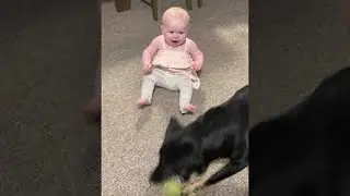 Dog Fetches Ball With Baby || ViralHog
