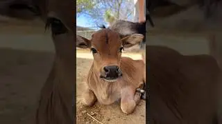 You can meet Bullseye at, Animal World & Snake Farm Zoo in New Braunfels, TX! #cow #minicow
