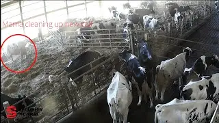 Cameras For The Farm: Improve Operation AND Security | Security Alarm | Southern Illinois