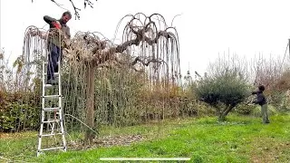 Reviviendo un jardin despues de un año sin podar