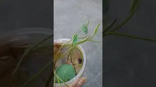 Lotus saplings, setup for growing lotus @learn n grow with zindgi