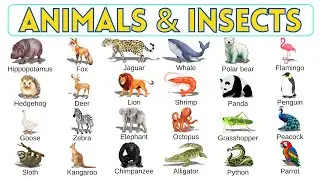 200 Animals & Insects in English with Picture and Video | Common Vocabulary